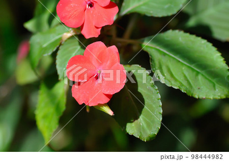 Balsaminaceae, Busy Lizzie or Impatiens walleriana Hook f or Patience Plant or Sultana or Impatiens walleriana flowers or orange flower Balsaminaceae, Busy Lizzie or Impatiens walleriana Hook f or Patience Plant or Sultana or Impatiens walleriana flowers or orange flower 98444982
