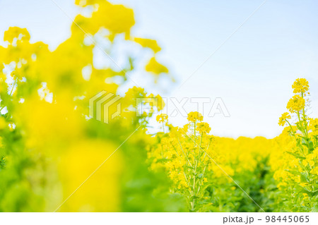 菜の花・春の訪れ イメージ 98445065