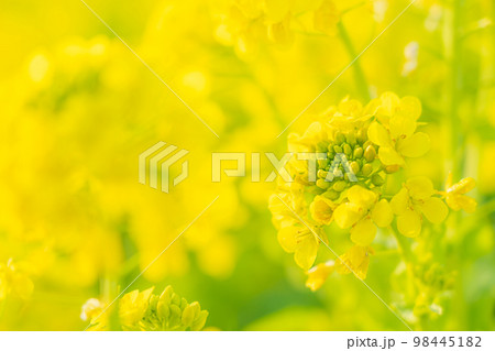 菜の花・春の訪れ イメージ 菜の花・春の訪れ イメージ 98445182