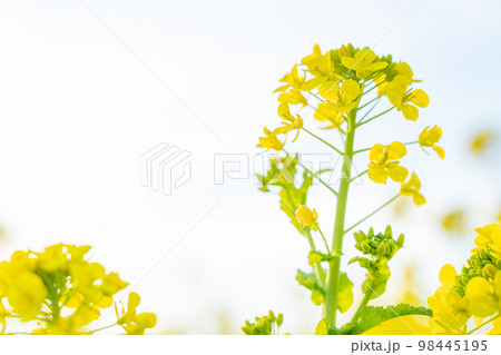 菜の花・春の訪れ イメージ 98445195