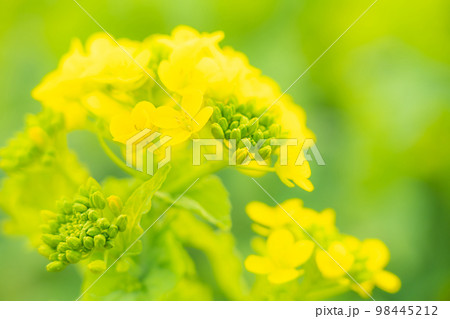菜の花・春の訪れ イメージ 98445212