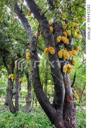 jackfruits hanging on tree trunk. tropical fruit, jack tree 98445282