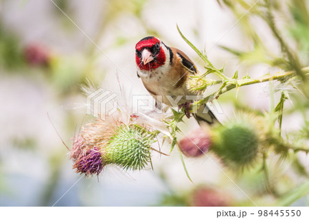European goldfinch, feeding on the seeds of thistles. Carduelis carduelis. 98445550