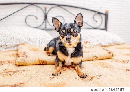 A chihuahua tricolor dog is lying in bed in the bedroom. A dog of a small breed rests at home. A chihuahua tricolor dog is lying in bed in the bedroom. A dog of a small breed rests at home. 98445634