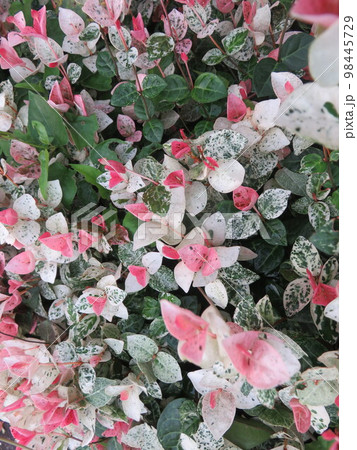 ピピンクと白の葉(ハツユキカズラ)ンクの縁取りのプリムラ(桜草) ピピンクと白の葉(ハツユキカズラ)ンクの縁取りのプリムラ(桜草) 98445729