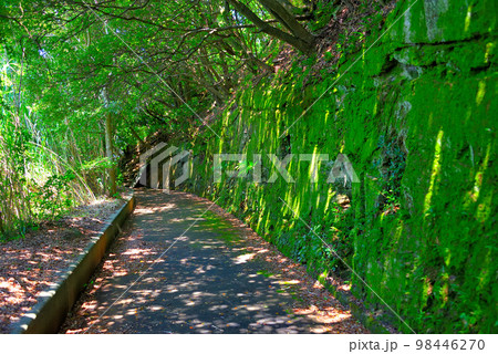 四国・愛媛・佐田岬・戦争遺構、椿山展望台に向かう歩道は移動式探照灯の台車道跡・愛媛県伊方町(1) 98446270