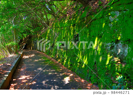 四国・愛媛・佐田岬・戦争遺構、椿山展望台に向かう歩道は移動式探照灯の台車道跡・愛媛県伊方町(2) 四国・愛媛・佐田岬・戦争遺構、椿山展望台に向かう歩道は移動式探照灯の台車道跡・愛媛県伊方町(2) 98446271