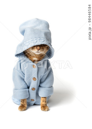 Funny cat in clothes on a white background. 98446584