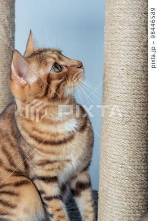 Red shorthair bengal cat scratches a brown post. Red shorthair bengal cat scratches a brown post. 98446589