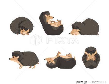 Cute Hedgehog Spiny Mammal in Different Pose Vector Set Cute Hedgehog Spiny Mammal in Different Pose Vector Set 98446687
