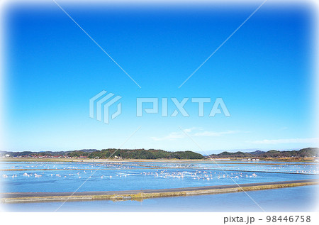 白鳥の塒の冬水田んぼの水面が放射冷却現象で凍っている光景 白鳥の塒の冬水田んぼの水面が放射冷却現象で凍っている光景 98446758