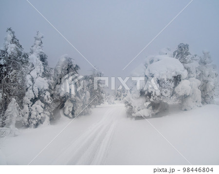 Soft focus. Poor visibility. Twilight foggy road through the wild forest. Winter road through a snowy forest. Soft focus. Poor visibility. Twilight foggy road through the wild forest. Winter road through a snowy forest. 98446804