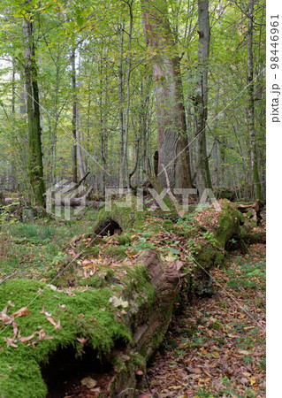 Broken trees in autumnal natural deciduous forest Broken trees in autumnal natural deciduous forest 98446961