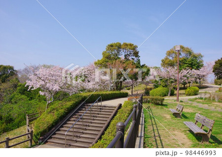 徳島市 桜の咲く眉山公園 徳島市 桜の咲く眉山公園 98446993