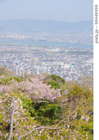 徳島県　桜の咲く眉山から四国三郎橋・藍住町方面を望む 98446999