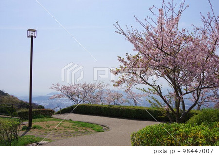 徳島市　桜の咲く眉山公園 98447007