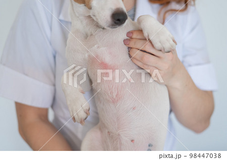 Veterinarian holding a jack russell terrier dog with dermatitis. Veterinarian holding a jack russell terrier dog with dermatitis. 98447038