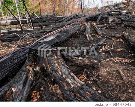 Fallen burnt tree, burnt stomp and burnt tree bark black background, 98447045