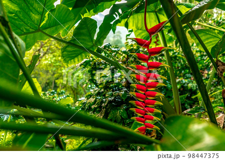 heliconia flower in tropical forest 98447375
