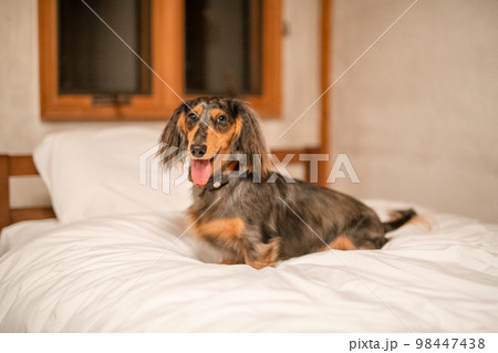 ログハウスのロッジでリラックスする、シルバーダップルのダックスフント 98447438