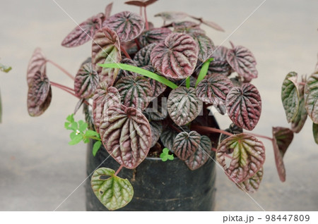 Decorative House Plant on a flower tub isolated. 98447809