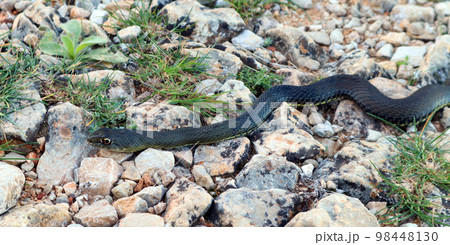 Big black snake on road in mountains closeup, reptiles of Spain, Alicante 98448130