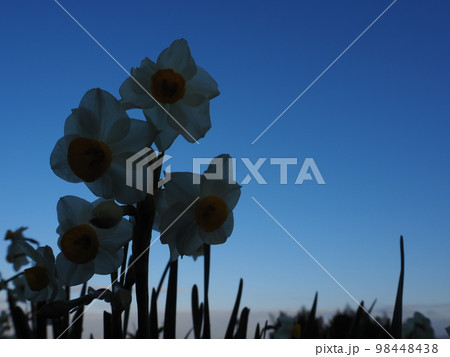 スイセン 98448438