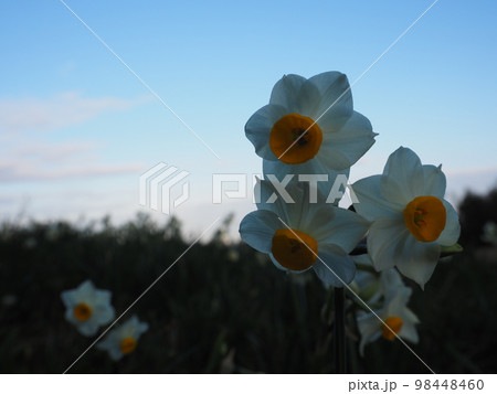 スイセン スイセン 98448460