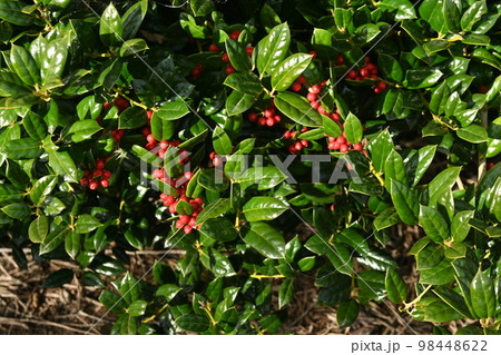 アスパラガスの実 アスパラガスの実 98448622