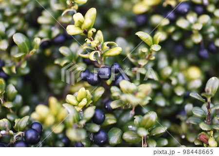 豆イヌツゲ 98448665