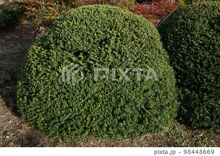 豆イヌツゲ 98448669