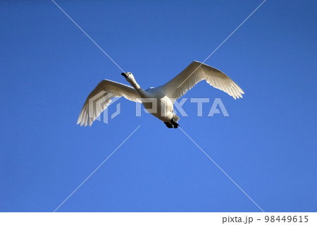 青空を飛ぶ白鳥　 98449615