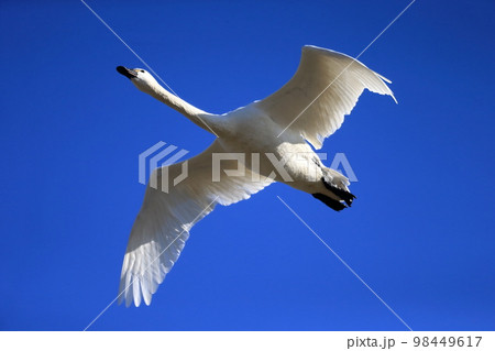 青空を飛ぶ白鳥　 98449617
