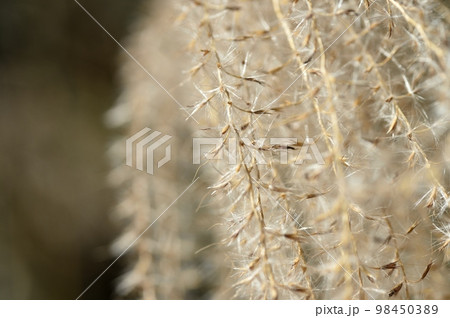 ススキの穂 種 98450389