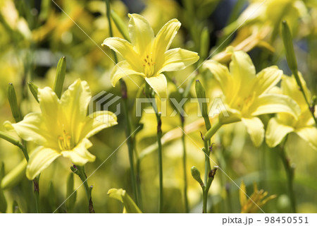 ユウスゲの黄色い花が咲いています。学名はHemerocallis thunbergii 98450551