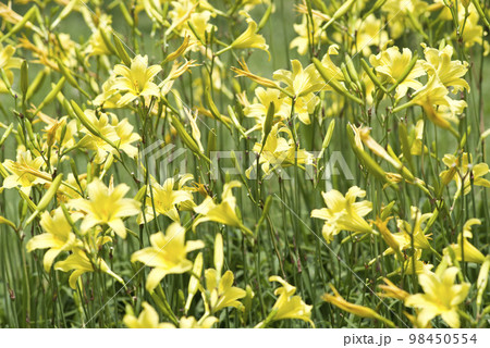 ユウスゲの黄色い花が咲いています。学名はHemerocallis thunbergii 98450554