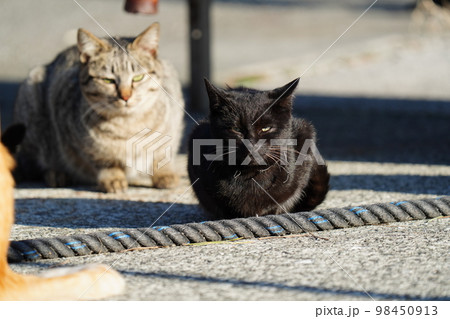 小さな漁港で暮らす可愛い野良猫たち 小さな漁港で暮らす可愛い野良猫たち 98450913
