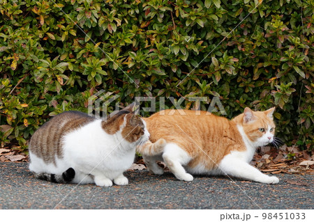 地域猫の家族がご飯を食べて満足ゴロゴロ 地域猫の家族がご飯を食べて満足ゴロゴロ 98451033