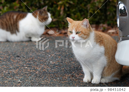 地域猫の家族がご飯を食べて満足ゴロゴロ 98451042
