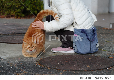 地域猫の家族がご飯を食べて満足ゴロゴロ 98451057