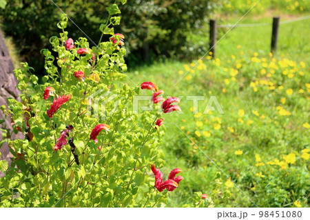 コエビソウの花 98451080