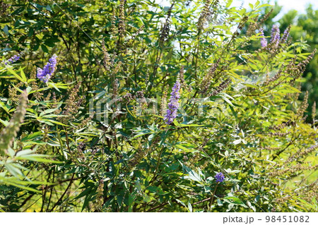 セイヨウニンジンボクの花 セイヨウニンジンボクの花 98451082