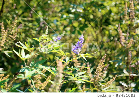 セイヨウニンジンボクの花 セイヨウニンジンボクの花 98451083