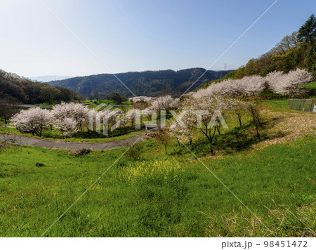 柏原市の亀の背地区に咲く桜の花 98451472