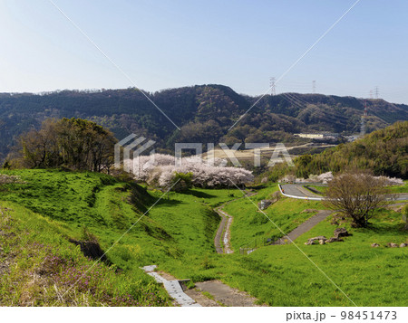 柏原市の亀の背地区に咲く桜の花 柏原市の亀の背地区に咲く桜の花 98451473
