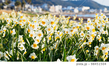 早春の海 早春の海 98451504