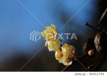 ロウバイ 98451704