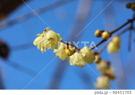 ロウバイ ロウバイ 98451705