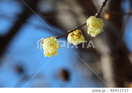 ロウバイ 98451717