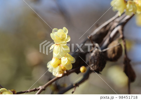 ロウバイ 98451718